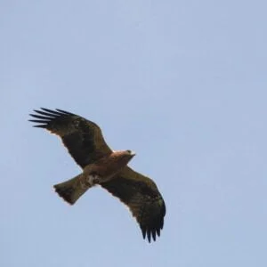 aigle botte