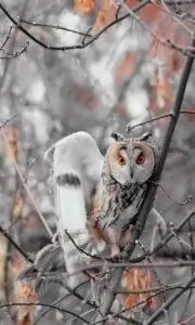 asio otus