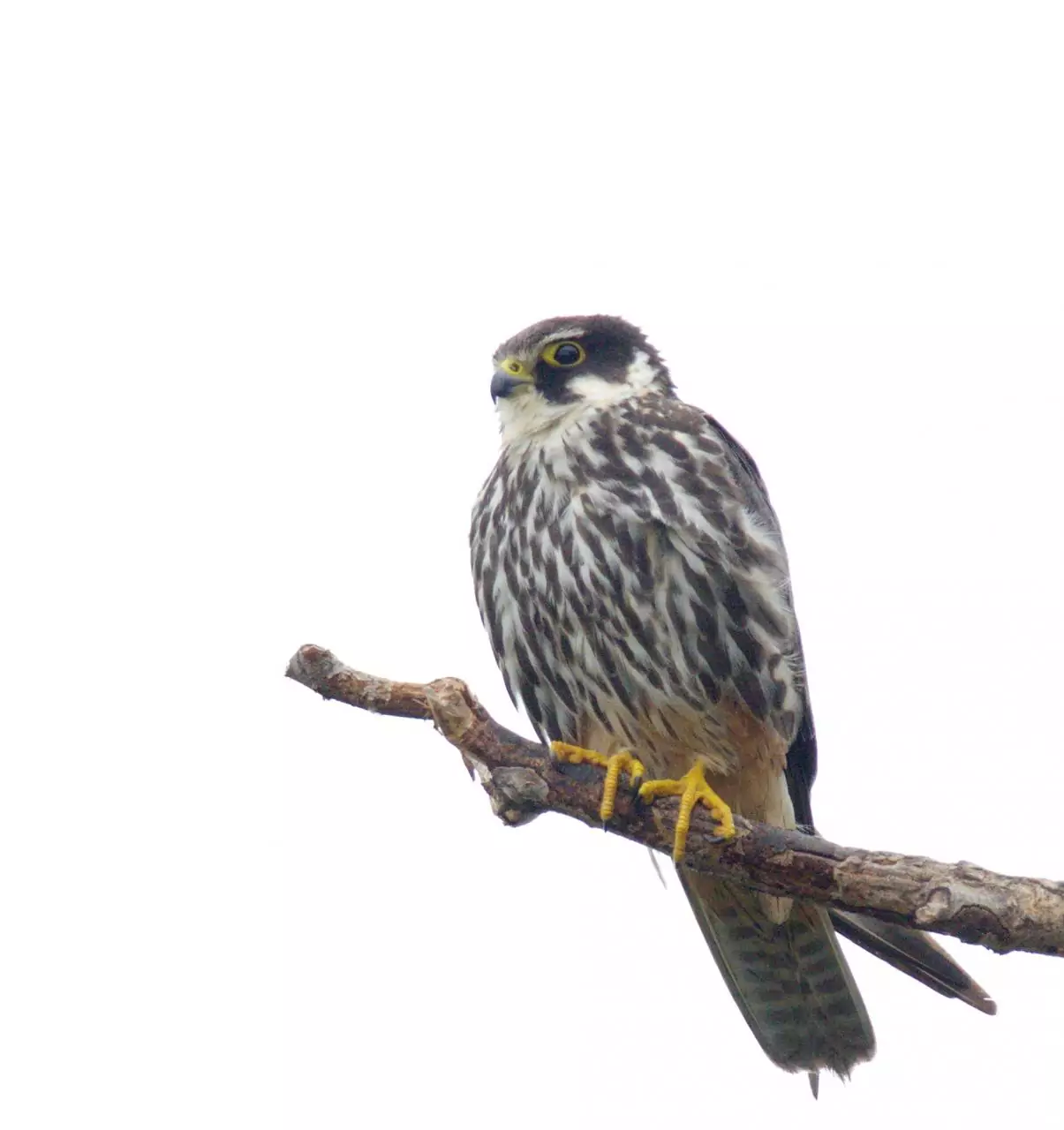Falco subbuteo