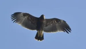 aigle criard