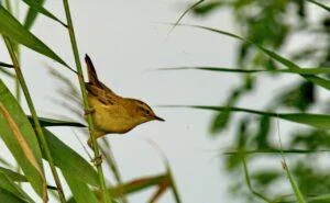 Acrocephalus schoenobaenus