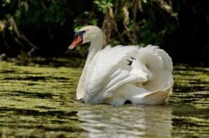 mute swan