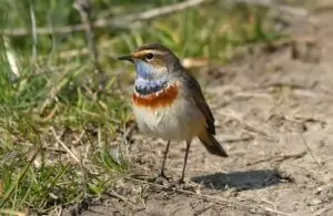 luscinia svecica