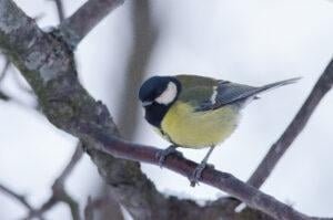 The Great Tit Parus Major is a Passerine Bird in the Tit Family