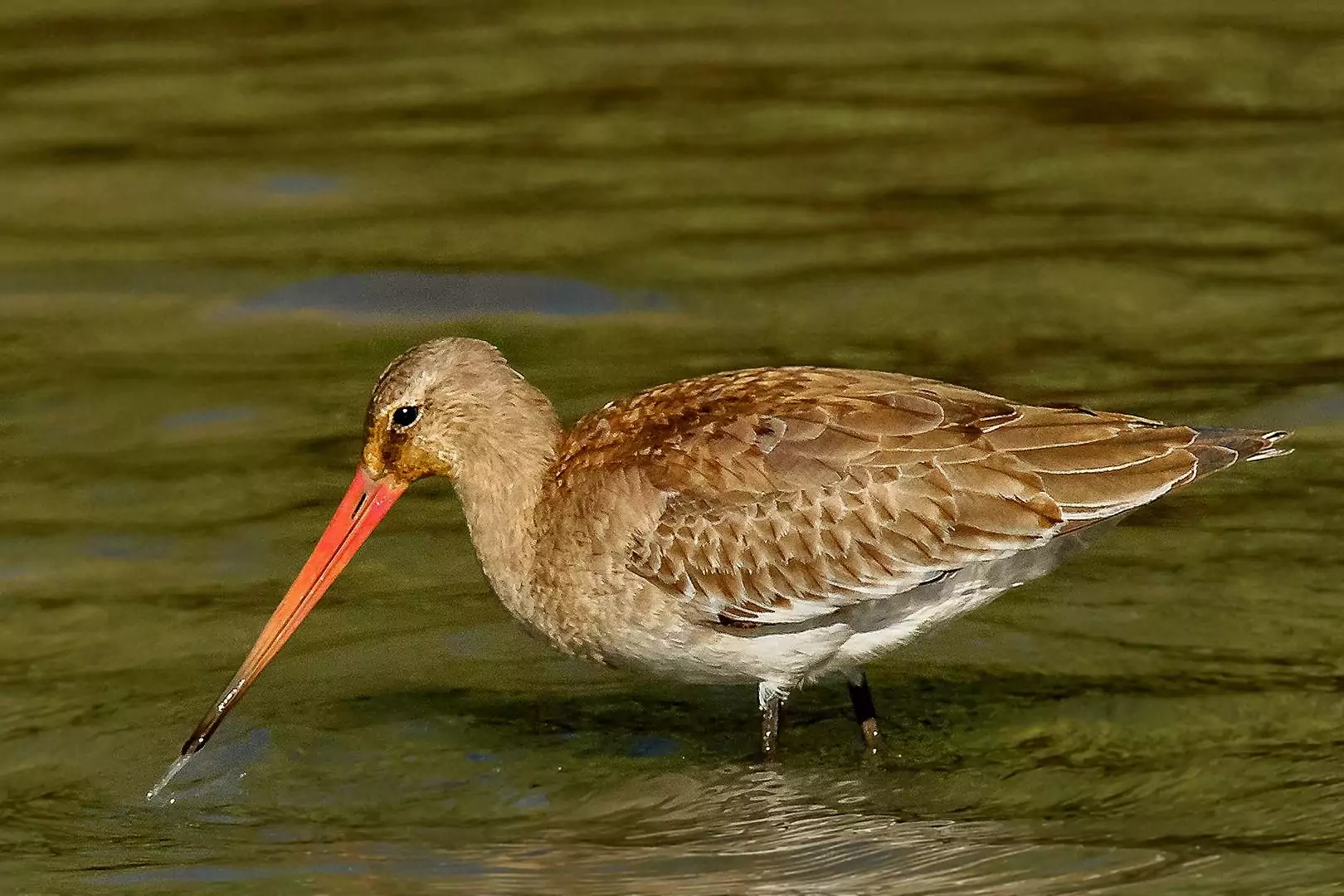 limosa limosa