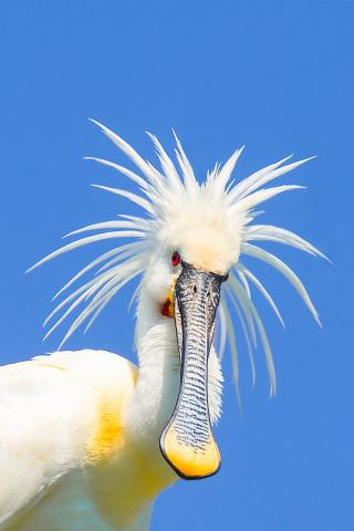 spoonbill
