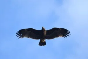 Aquila clanga