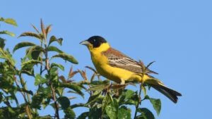 Emberiza melanocephala