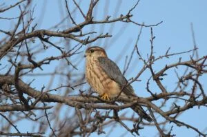falco columbarius