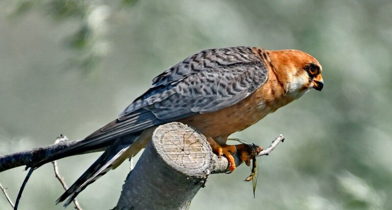 Red footed falcon (Falco vespertinus)
