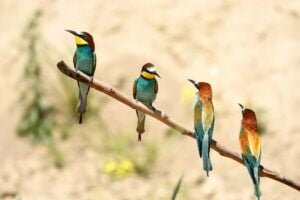 Bee eater (Merops apiaster)