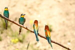 6 - 13 june 2027 Birdwatching and photonature trip in Danube Delta - Romania