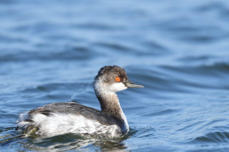 Black necked grebe (Podiceps nigricollis)