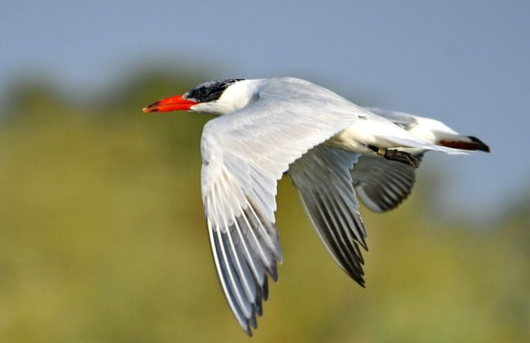Caspian Tern (Hydroprogne caspia)