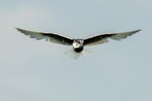 White winged tern (Chlidonias leucopterus)