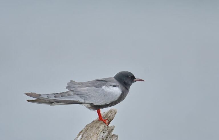 White winged tern (Chlidonias leucopterus)