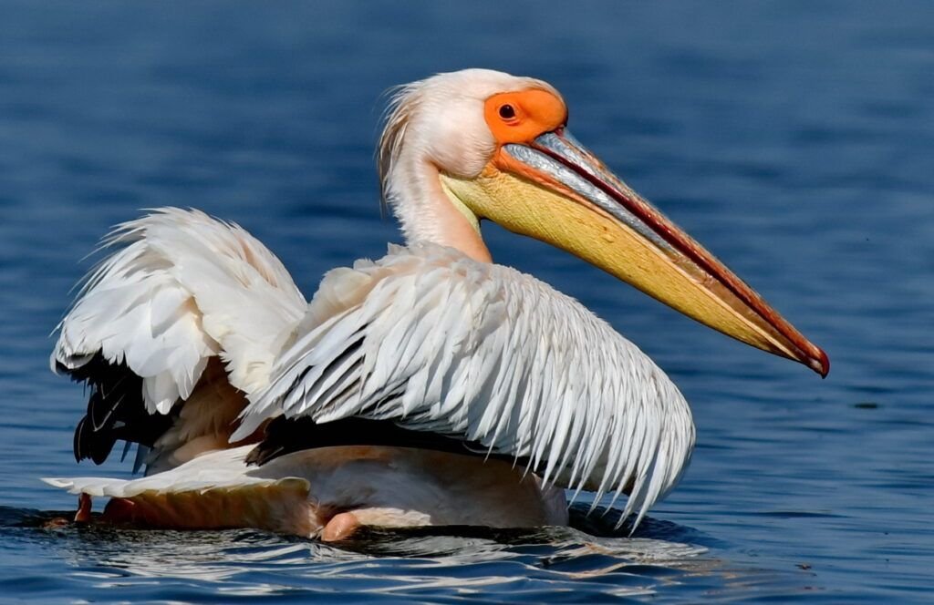 pelican alb