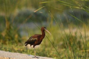Glossy ibis (Plegadis falcinellus)
