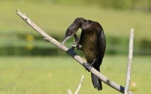 pygmy cormoran
