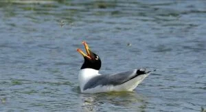 Pallas gull