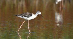 himantopus himantopus