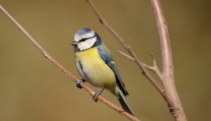 blue tit