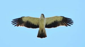 Booted Eagle (Hieraaetus pennatus)