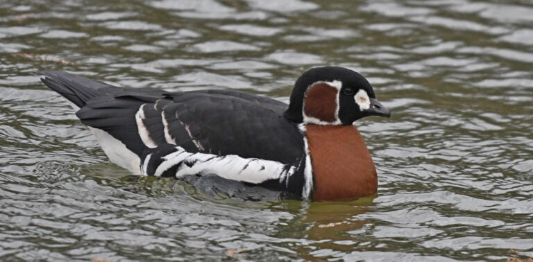 Bernache à cou roux (Branta rufficollis)