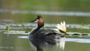 23 - 30 may 2027 Birdwatching and photo nature tour in the Danube Delta - Romania