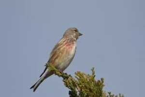 carduelis cannabina