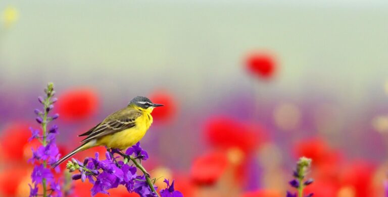 Bergeronnette printanière (Motacilla flava)