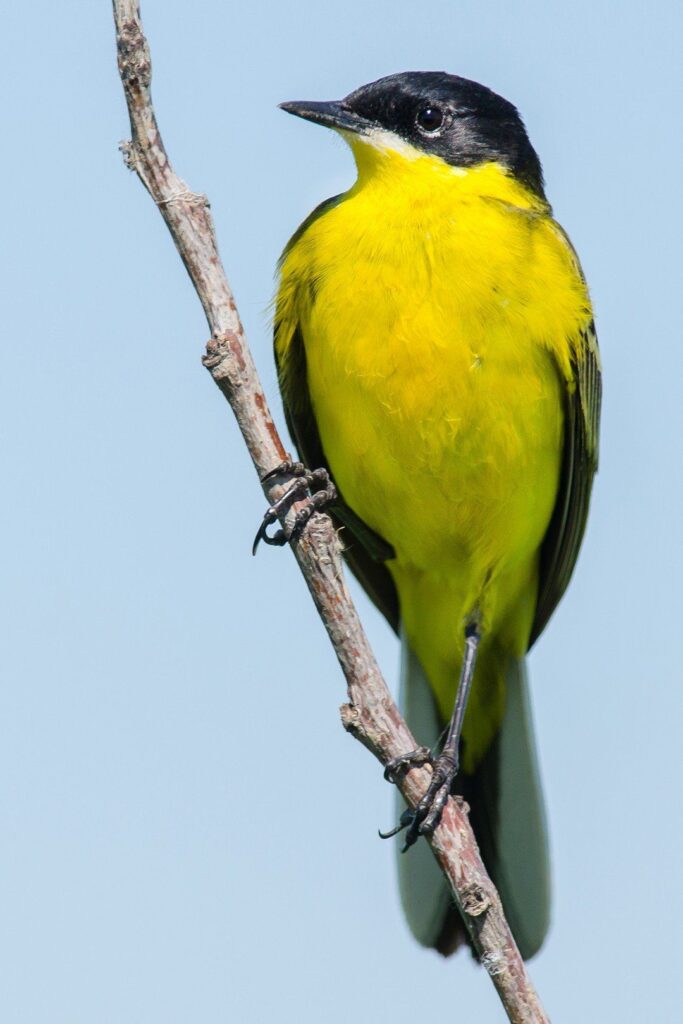 Bergeronnette printanière (Motacilla flava)