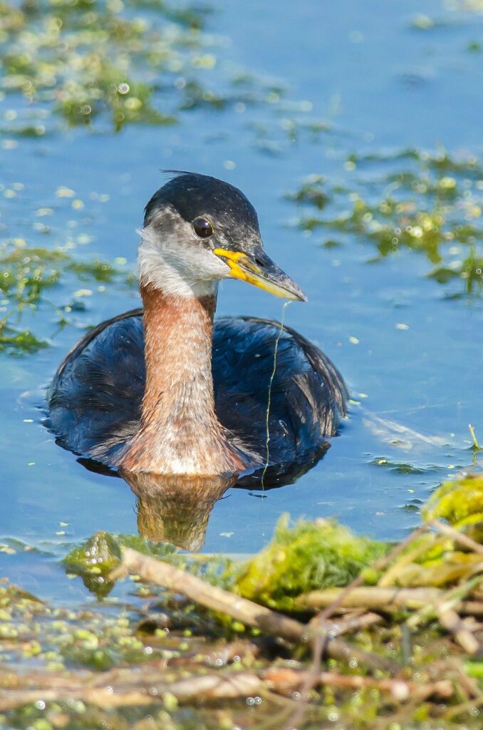 Grebe jougris (Podiceps griseigena)