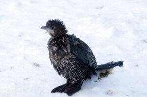 Pygmy Cormorant (Phalacrocorax pygmaeus)