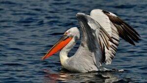 pelican frise