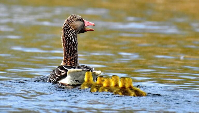 Greylag Goose (Anser anser)