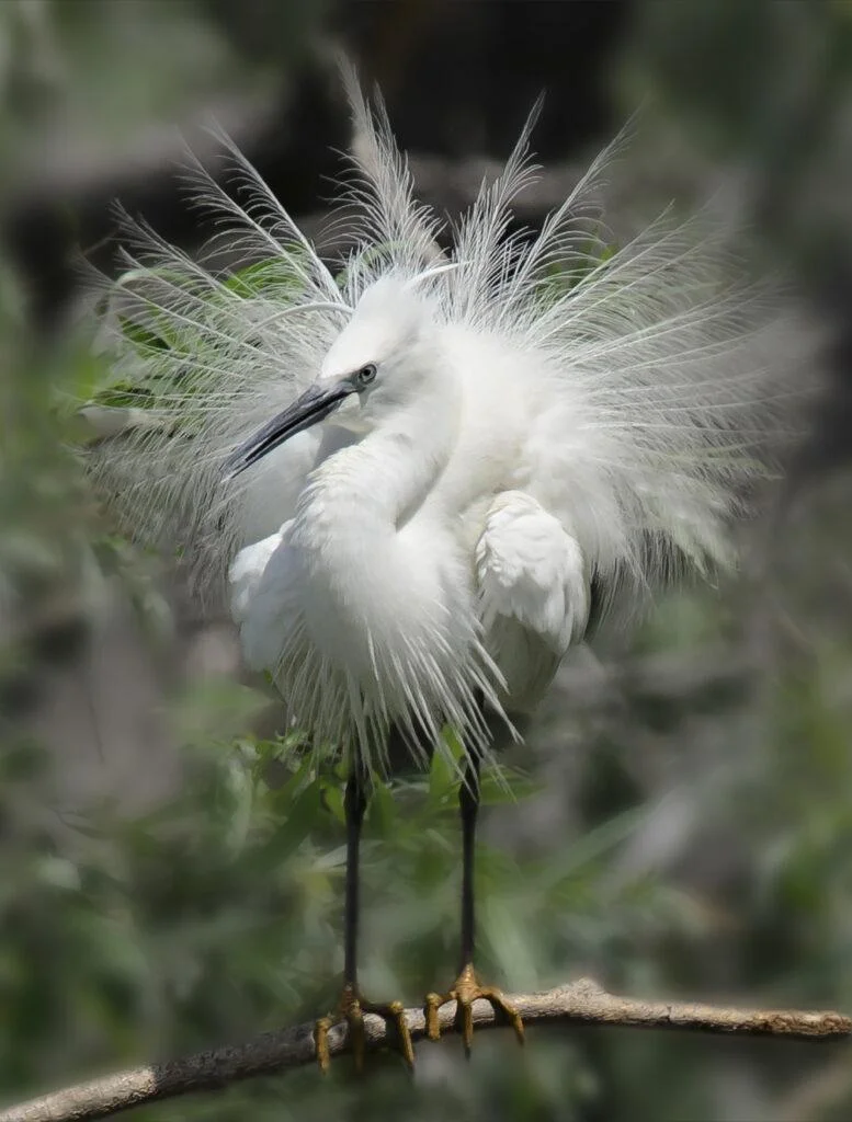 egreta mica