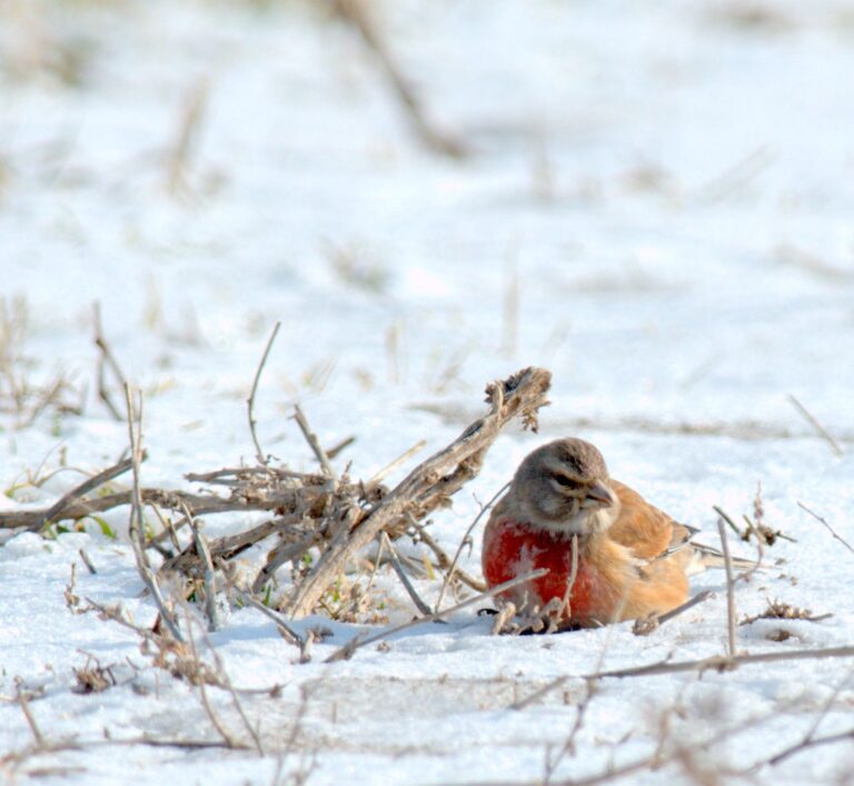 Common linnet (Carduelis cannabina)