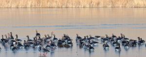 Greylag Goose (Anser anser)
