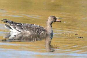 Greylag Goose (Anser anser)