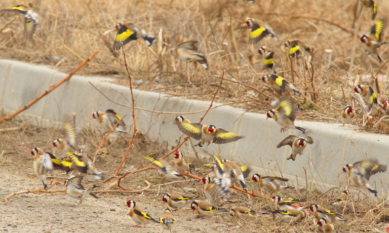 European Goldfinch (Carduelis carduelis)