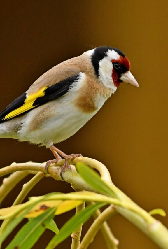 European Goldfinch (Carduelis carduelis)