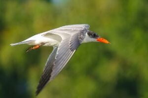 Caspian Tern (Hydroprogne caspia)