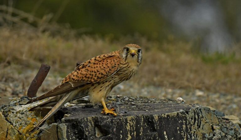 Common Kestrel (Falco tinnunculus)