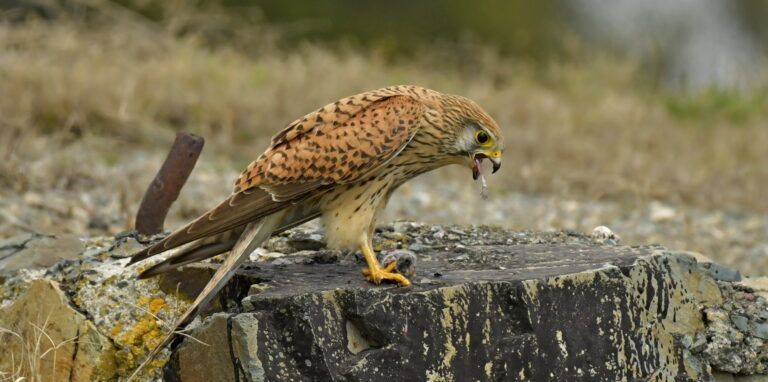 Common Kestrel (Falco tinnunculus)