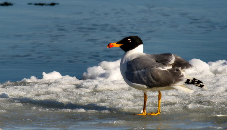 6 - 13 june 2027 Birdwatching and photonature trip in Danube Delta - Romania