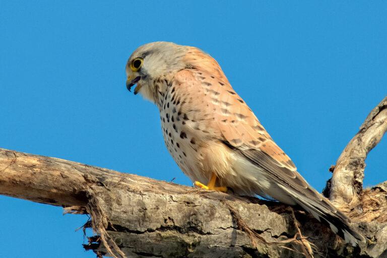 Common Kestrel (Falco tinnunculus)
