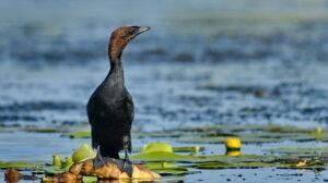 Pygmy Cormorant (Phalacrocorax pygmaeus)