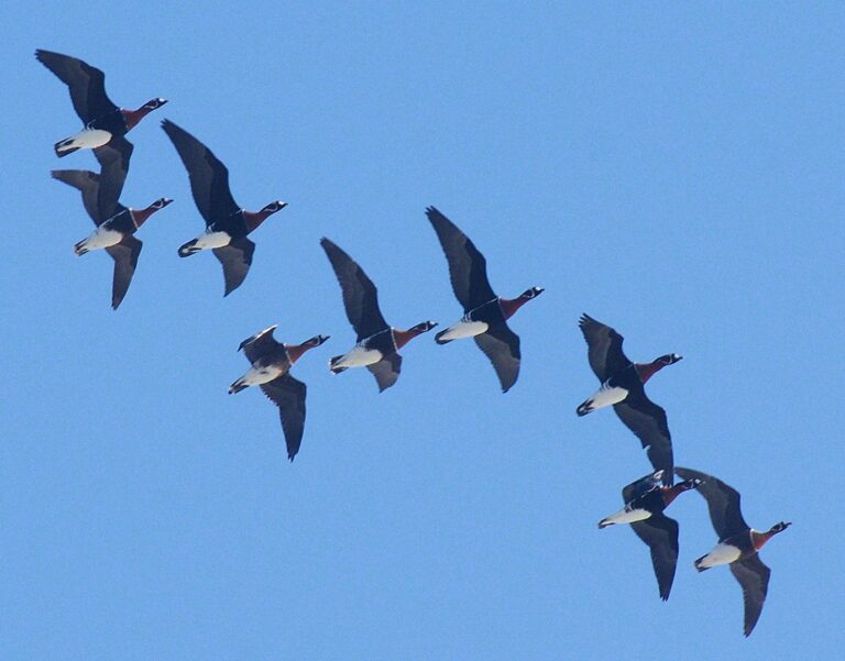 Bernache à cou roux (Branta rufficollis)
