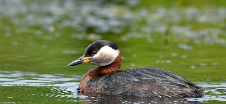 Grebe jougris (Podiceps griseigena)